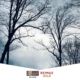 David Morris Group - Winter Tree Care Tips - How to Take Care of Trees in Winter - Reno Tree Arborist - Reno Tree Doctor - Reno Real Estate